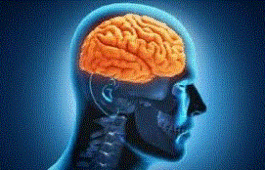 Central Nervous System